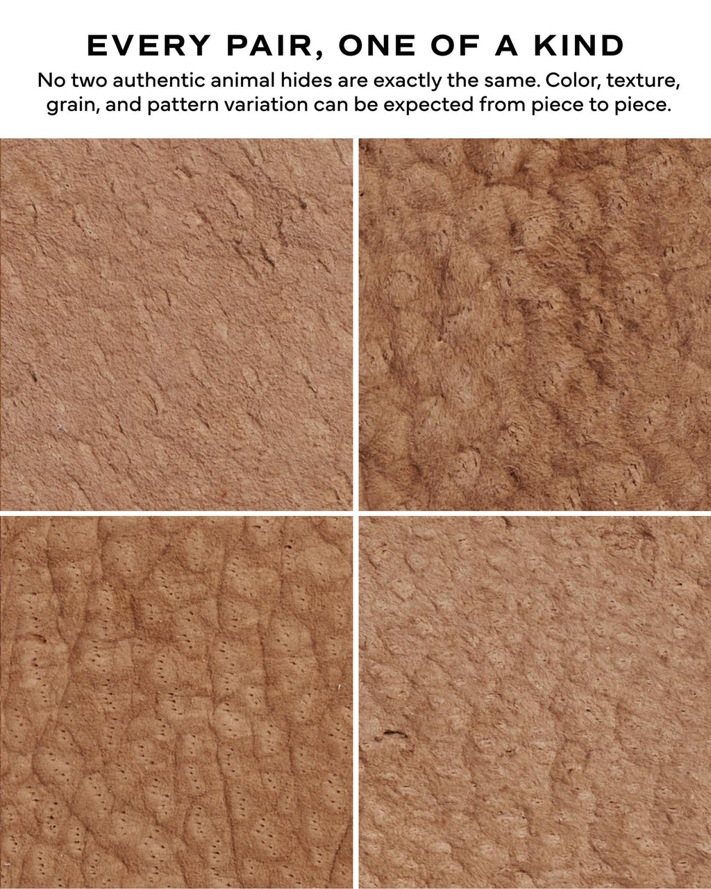 Closeup view of The Earl - Sandstone Carpincho